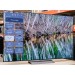 LG C3 Series 55-Inch Class OLED evo 4K
